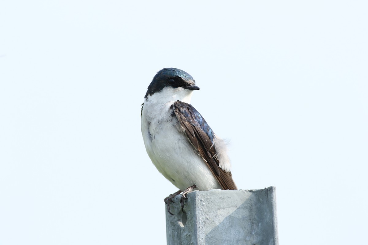 Tree Swallow - ML637373682