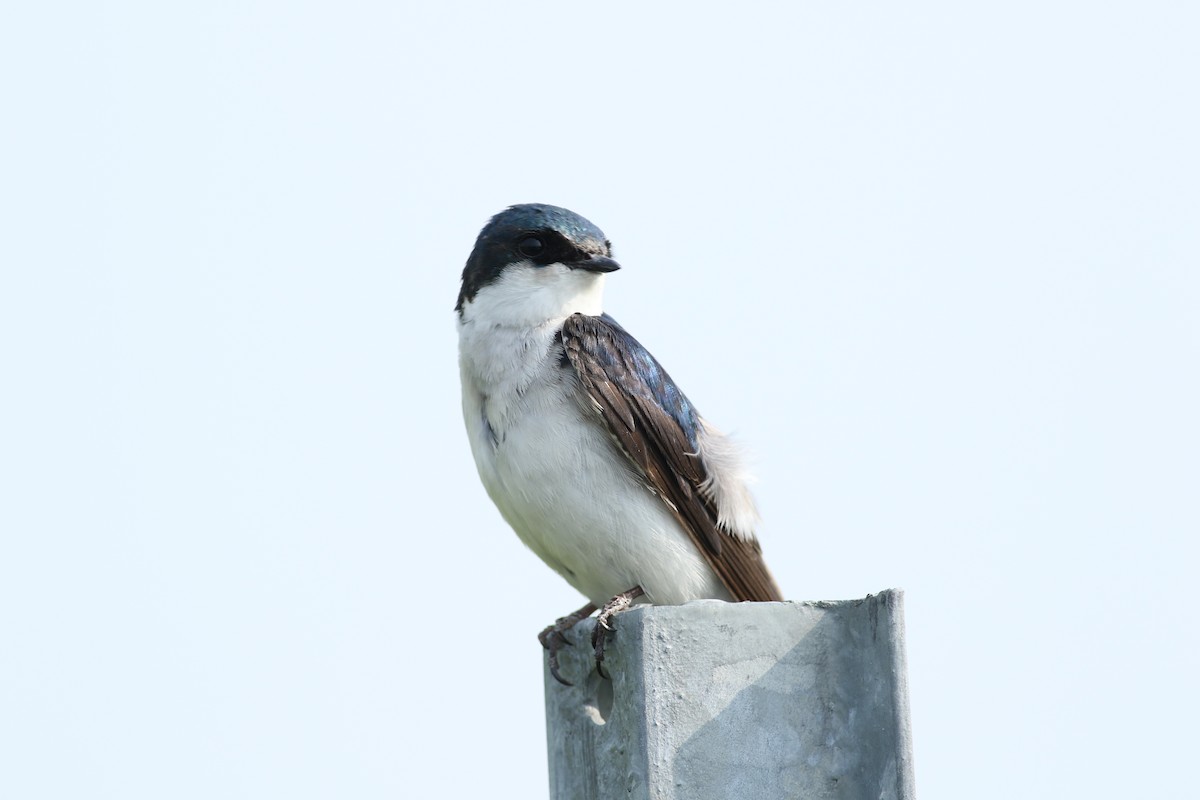 Tree Swallow - ML637373683
