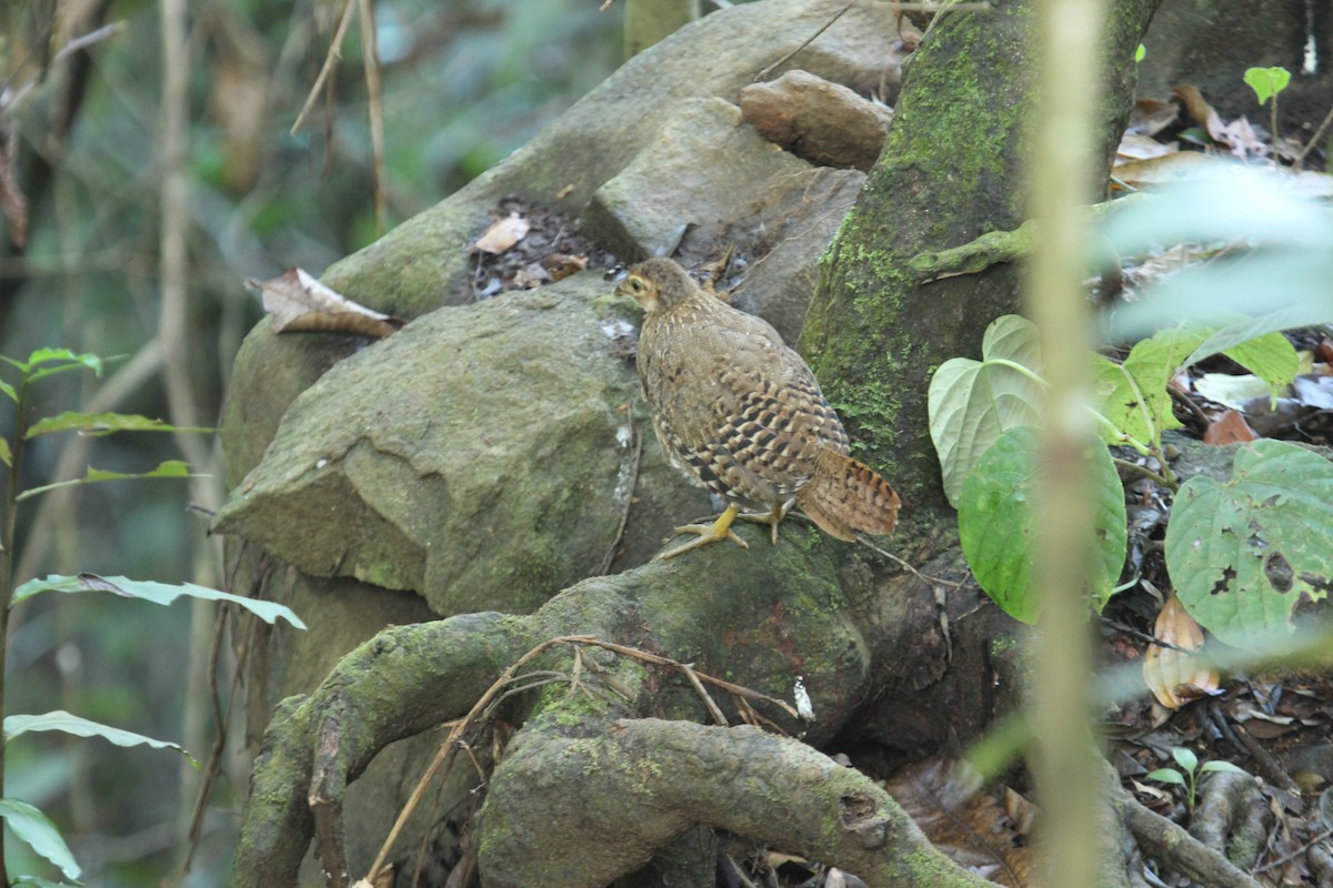 Sri Lanka Junglefowl - ML637373686
