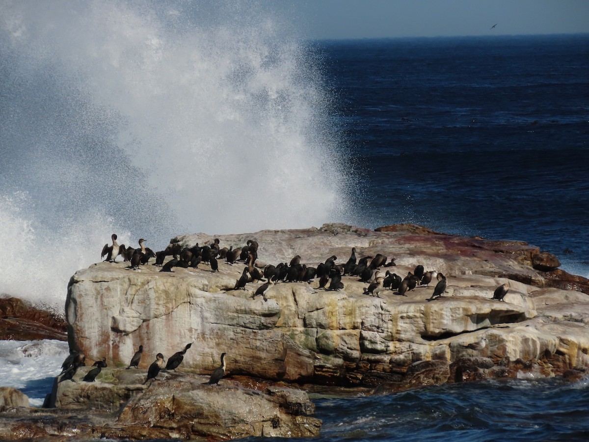 Cape Cormorant - ML637373692