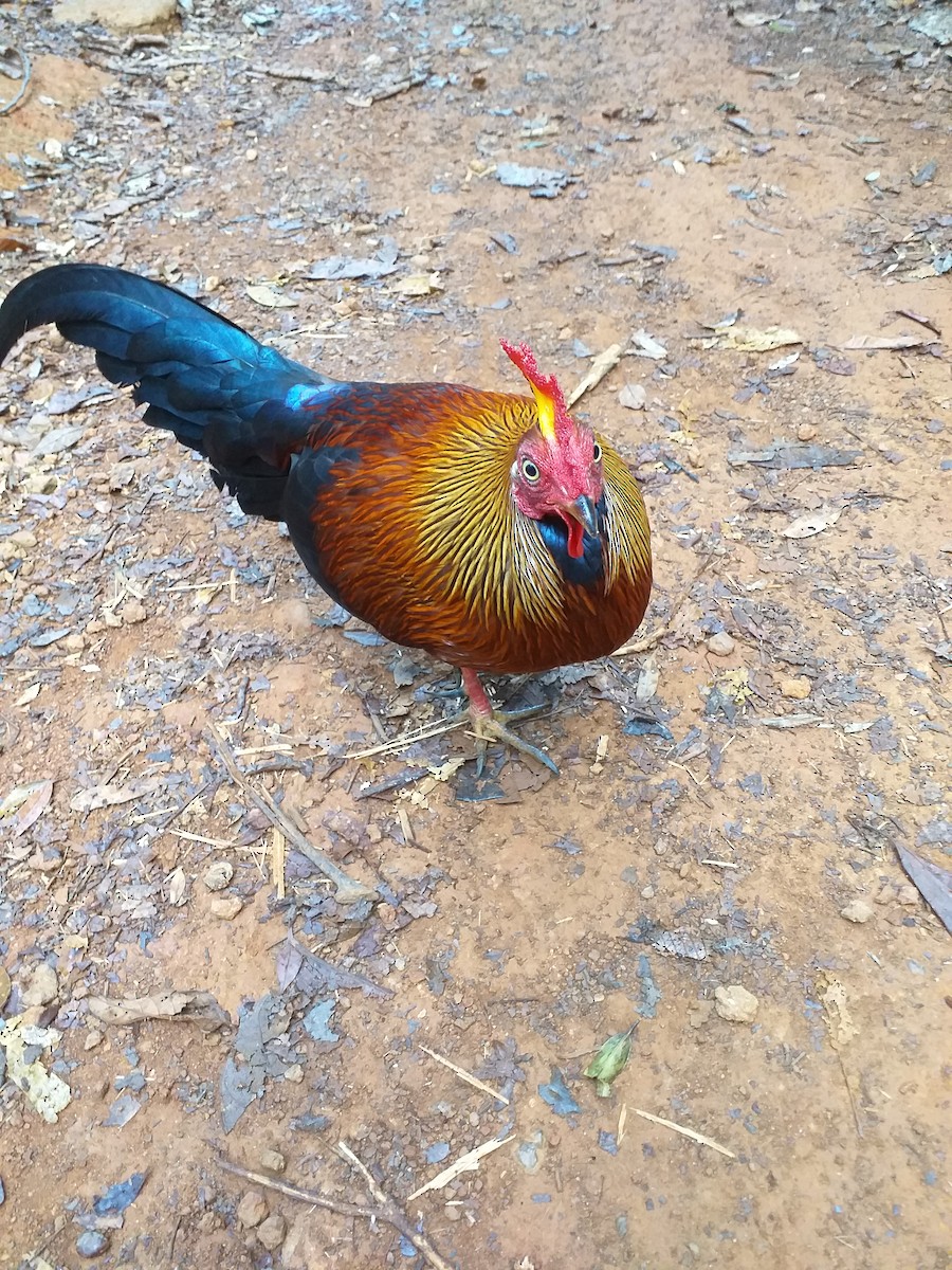 Sri Lanka Junglefowl - ML637373694