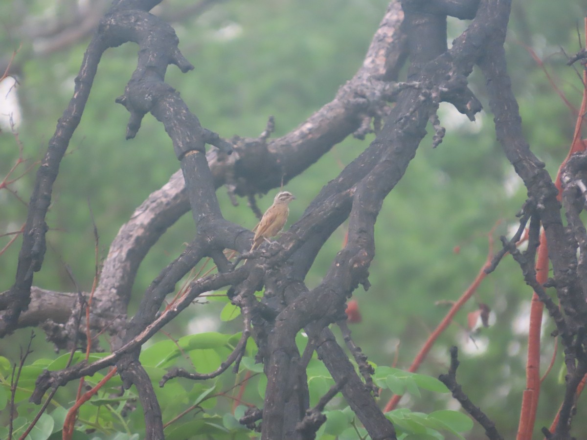 Gosling's Bunting - ML637373714