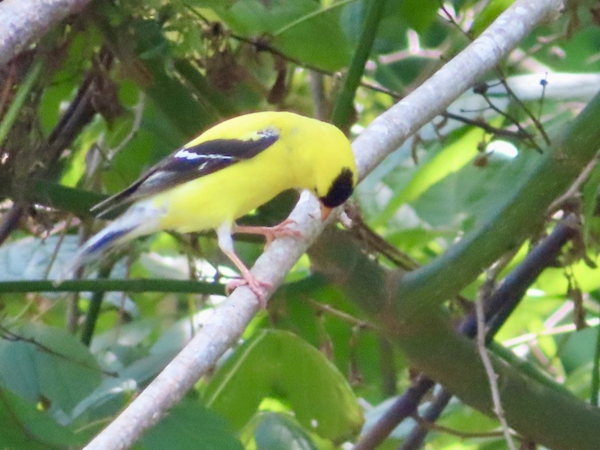 American Goldfinch - ML637373730
