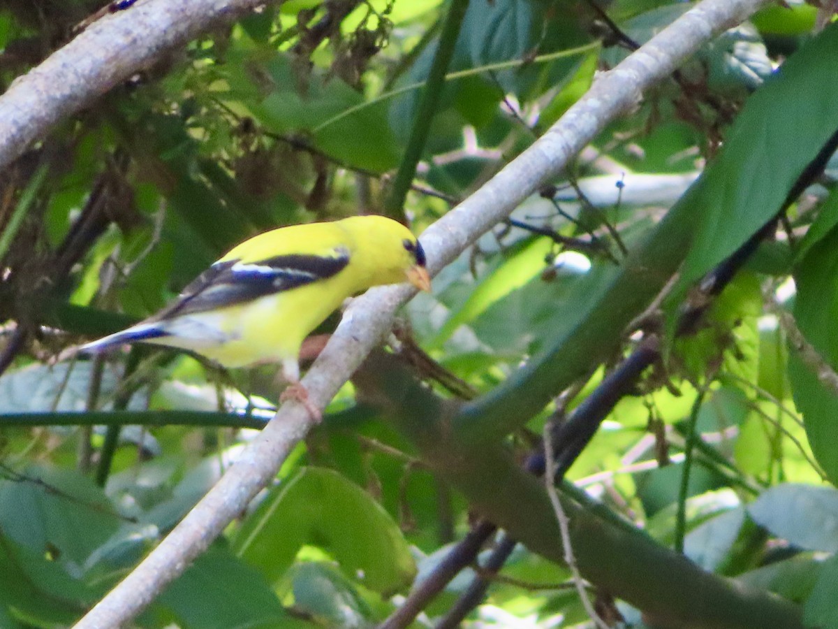 American Goldfinch - ML637373731