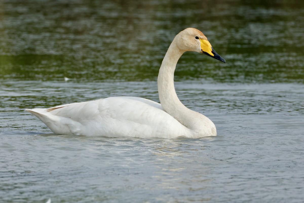 Whooper Swan - ML637373733