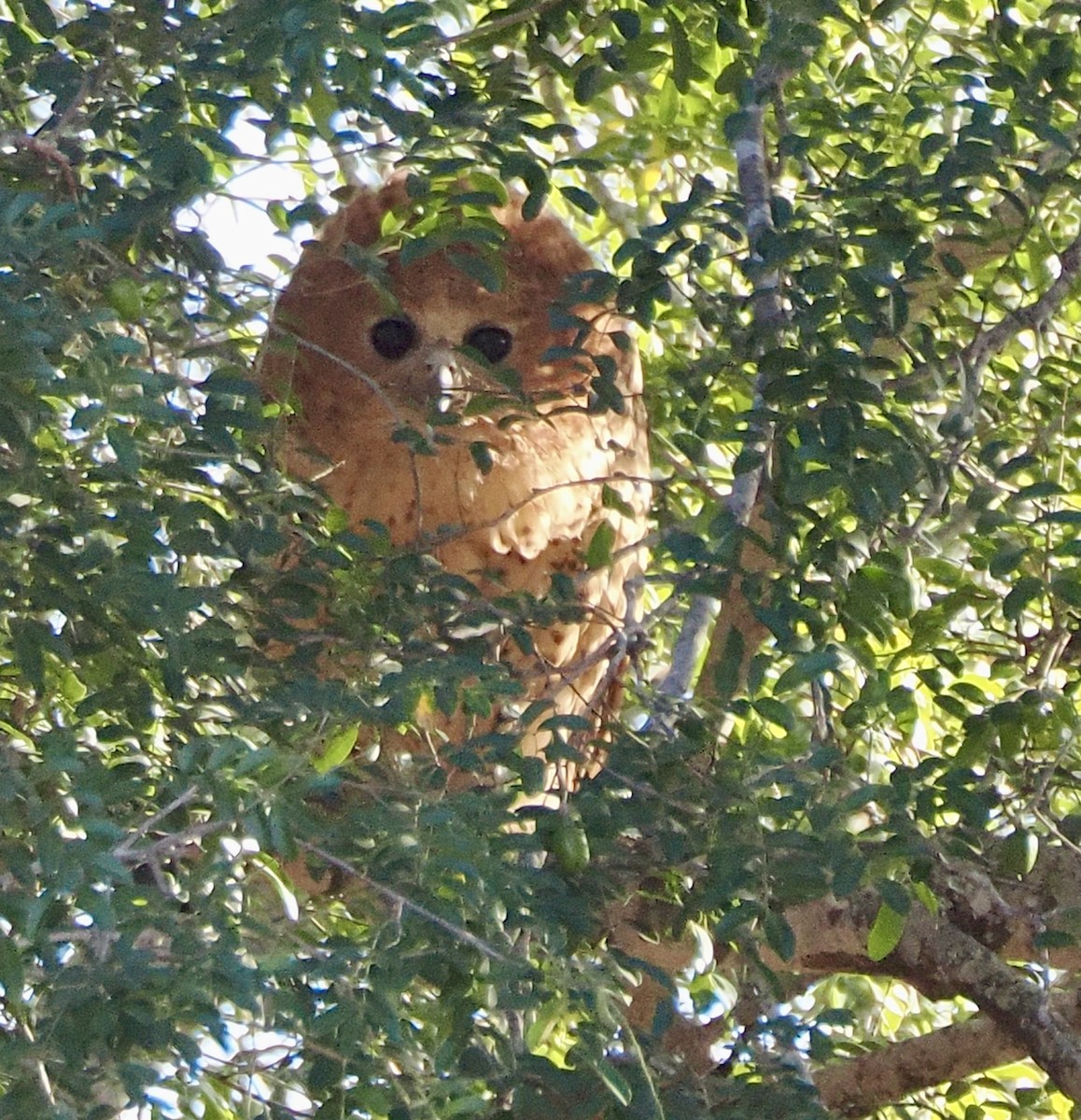 Pel's Fishing-Owl - ML637373763