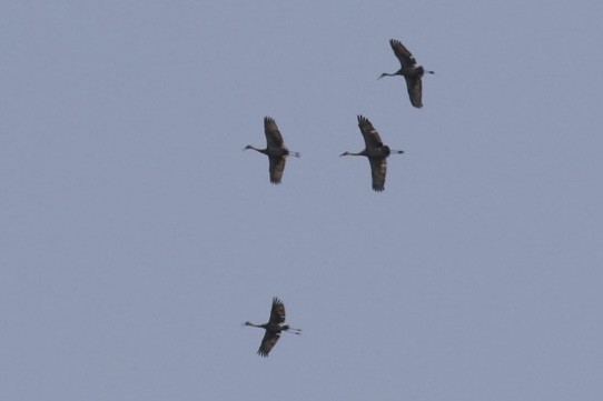 Sandhill Crane - ML637373781