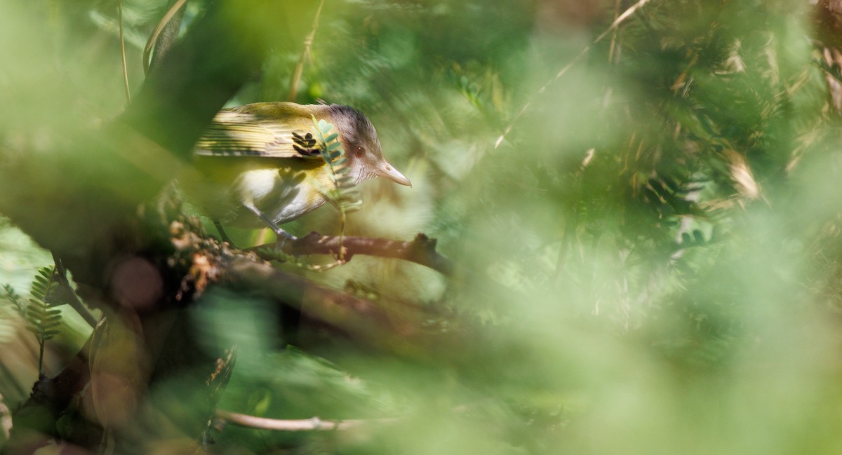Yellow-green Vireo - ML637373785