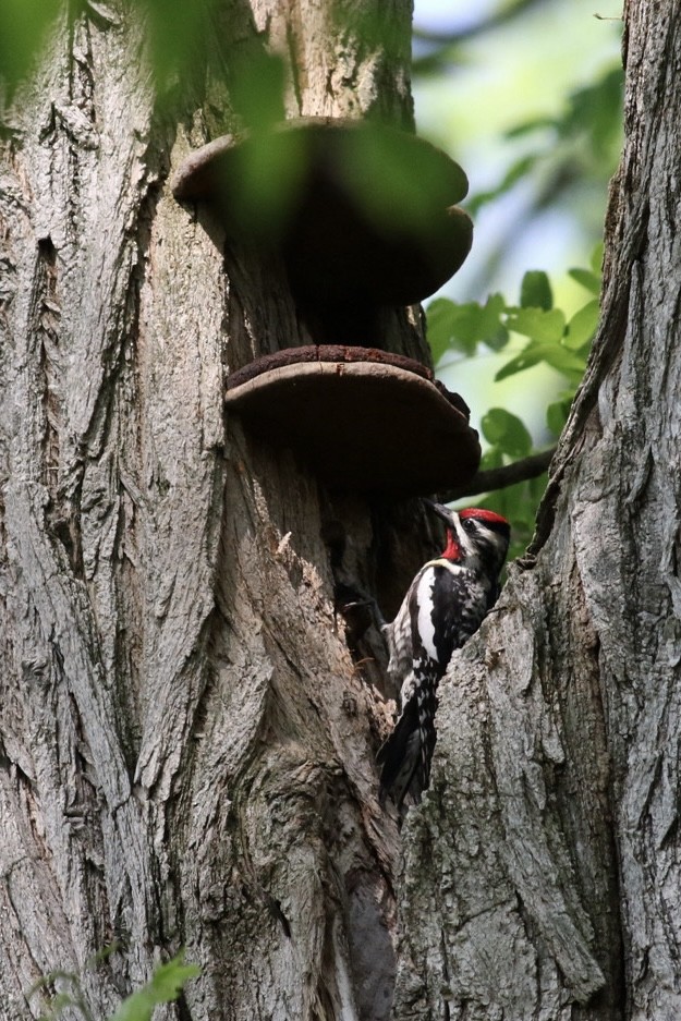 Yellow-bellied Sapsucker - ML637373789