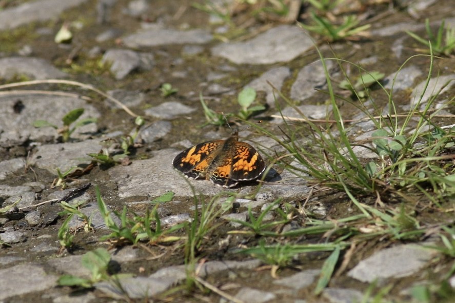 Pearl Crescent - ML637373827