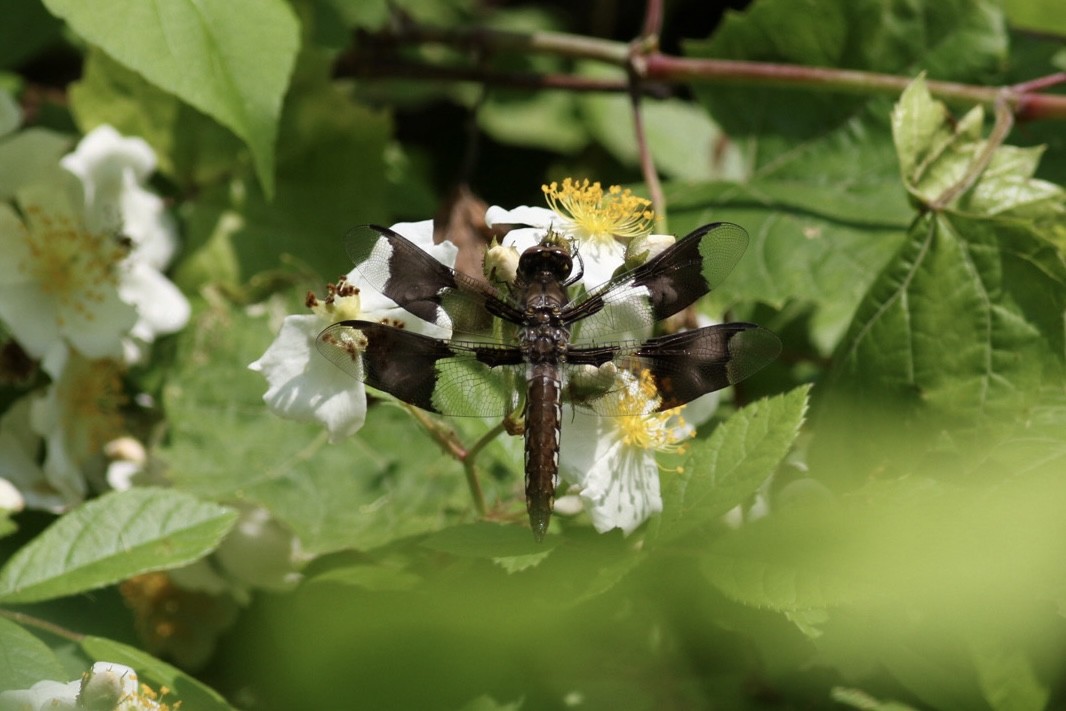 Common Whitetail - ML637373828