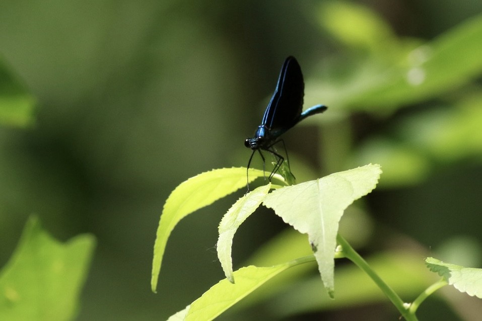 Ebony Jewelwing - ML637373829
