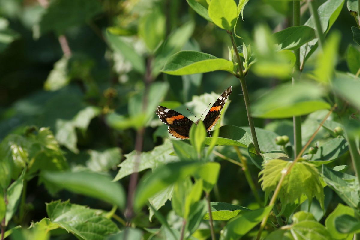 Red Admiral - ML637373830