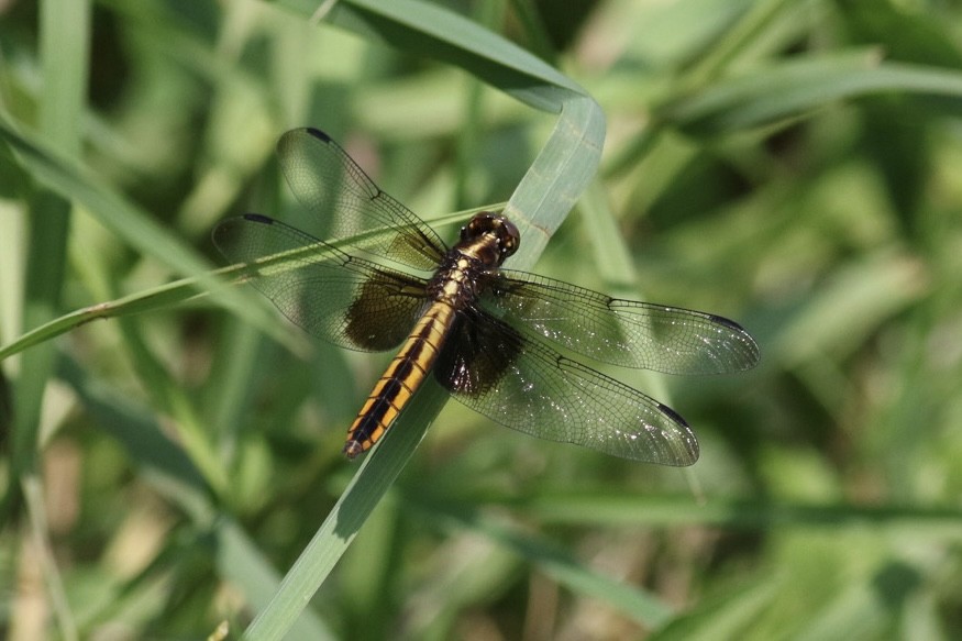 Insects - ML637373831