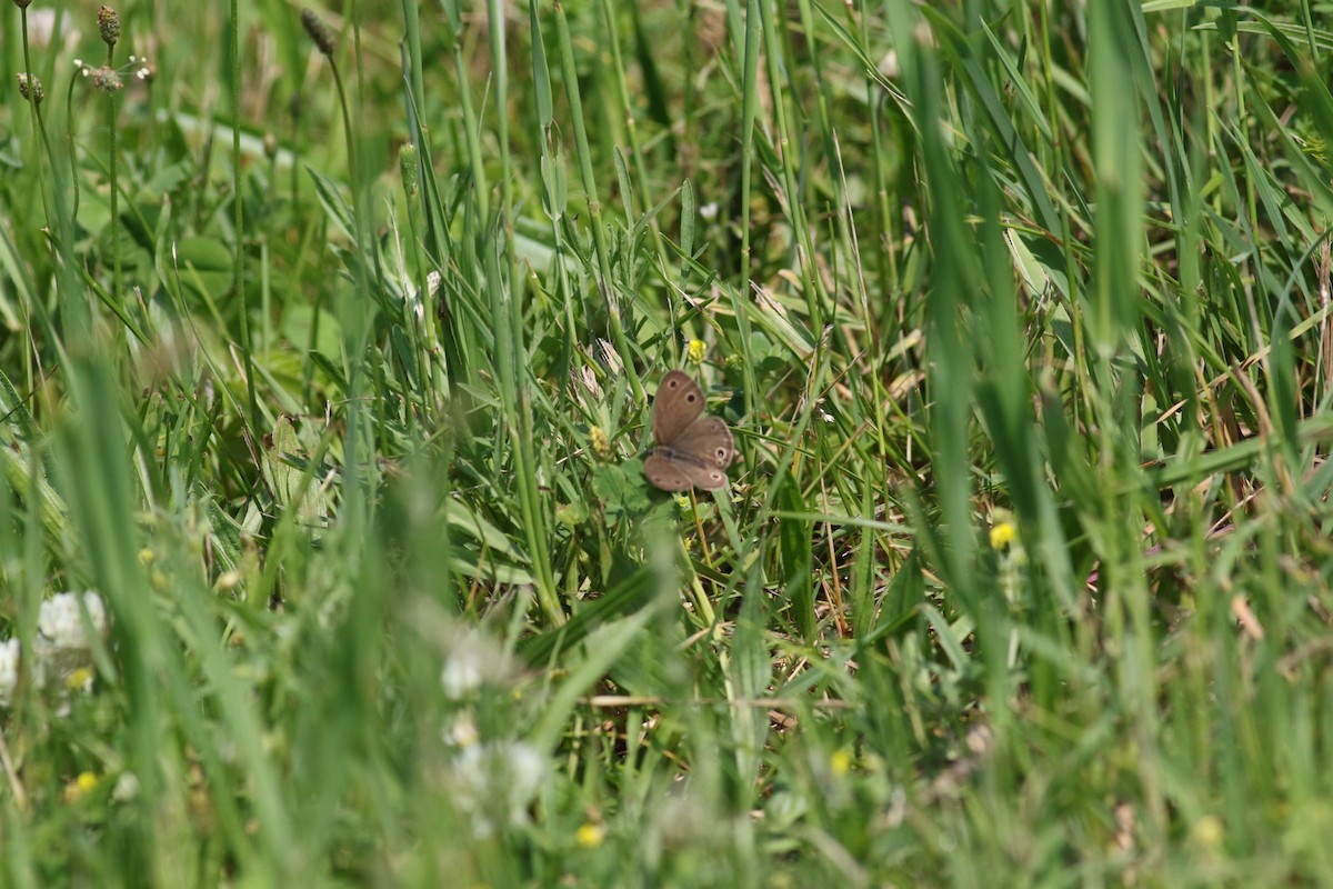 Little Wood Satyr - ML637373832