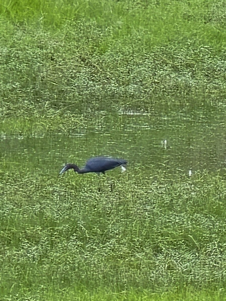 Little Blue Heron - ML637373835