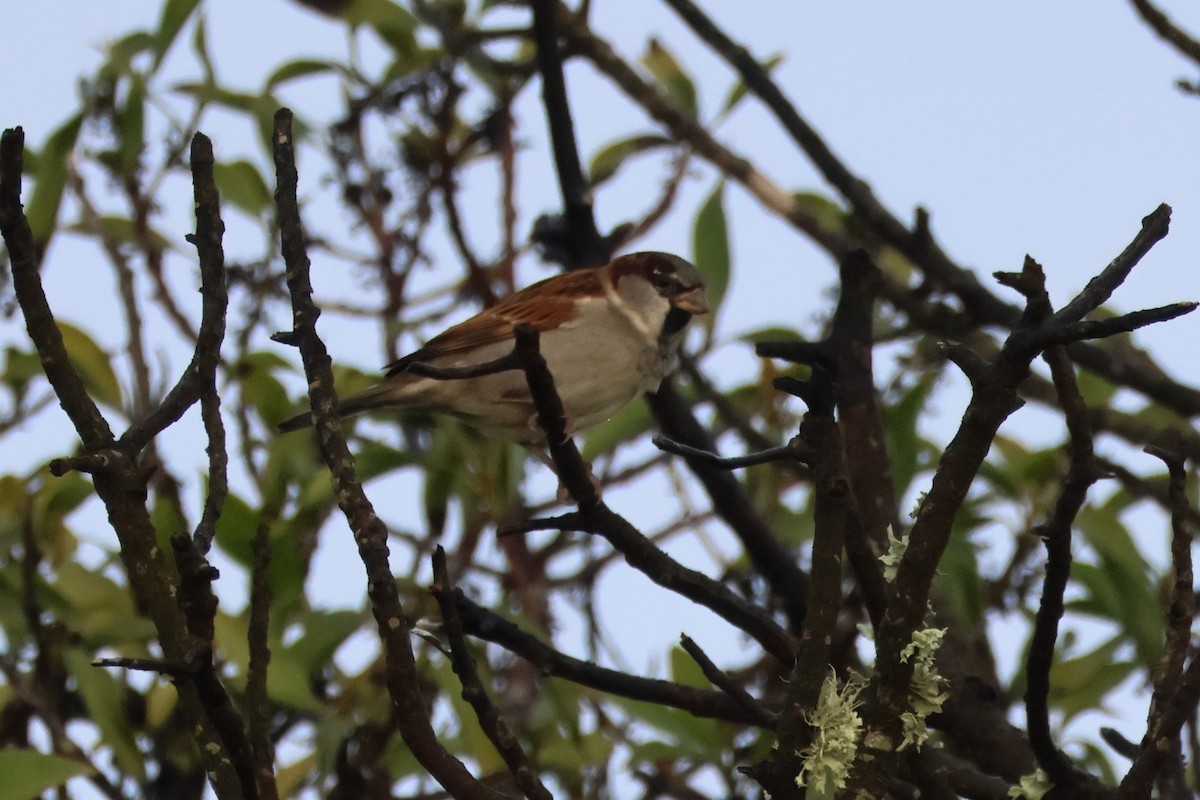 Moineau domestique - ML637373837