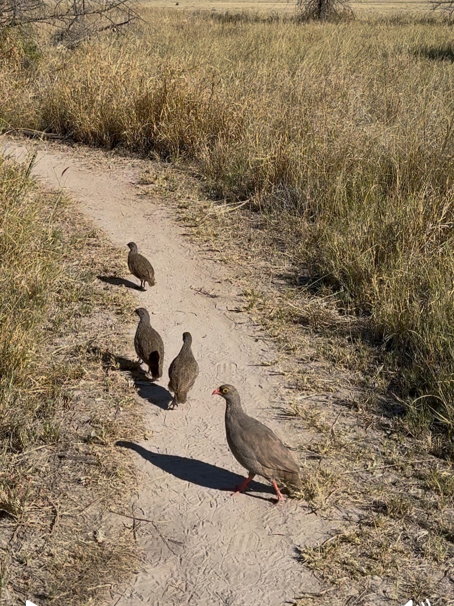 Red-billed Spurfowl - ML637373846