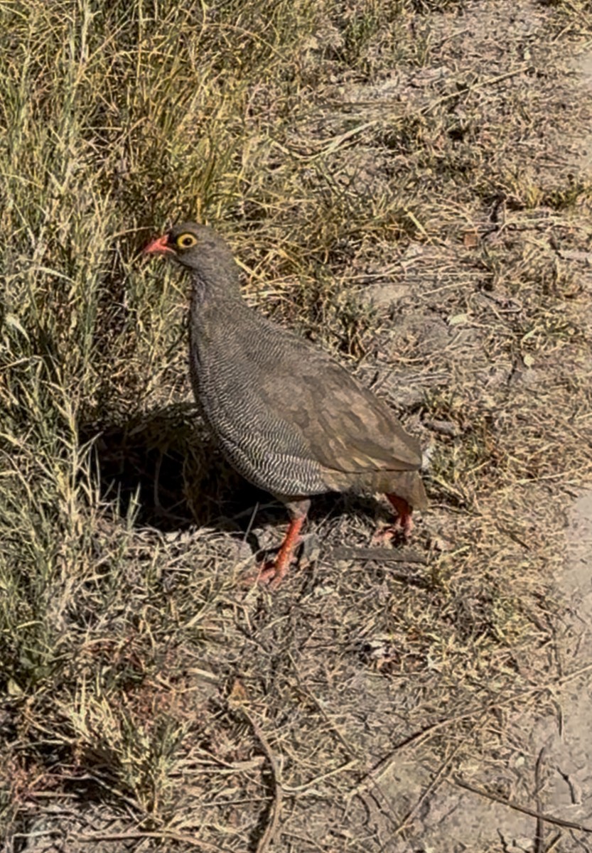 Red-billed Spurfowl - ML637373857