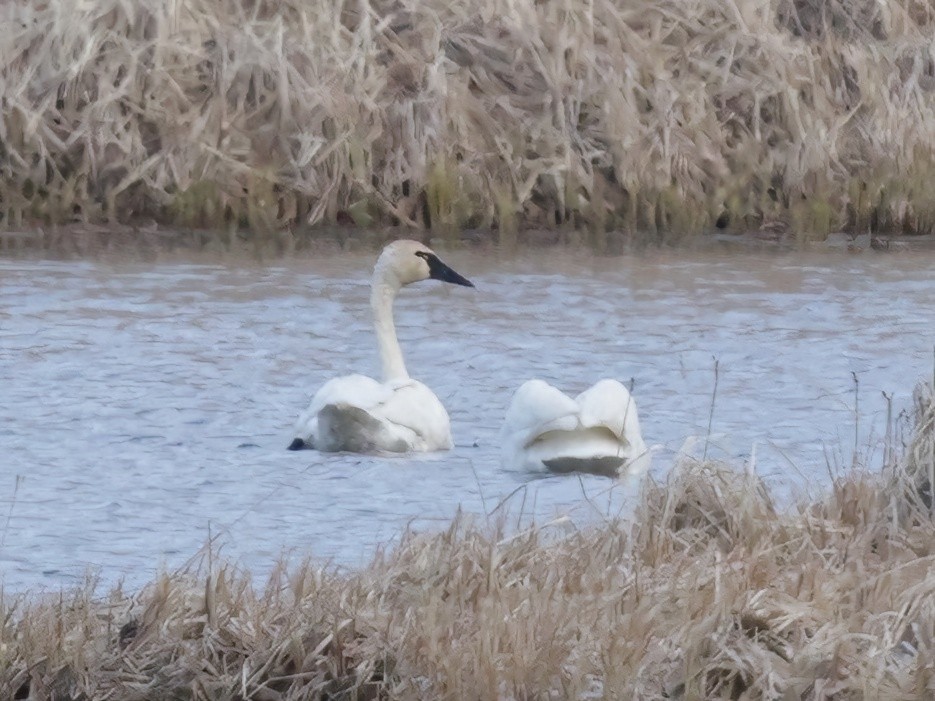 Tundra Swan - ML637373876
