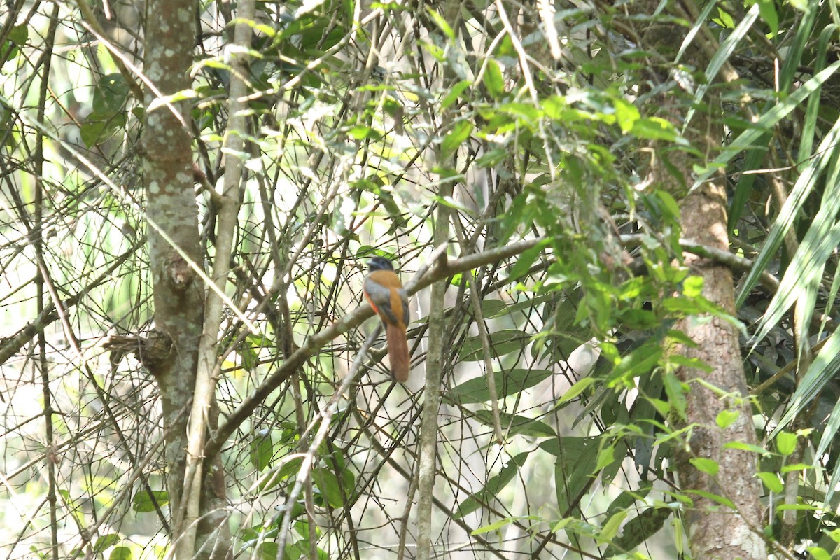 Malabar Trogon - ML637373879