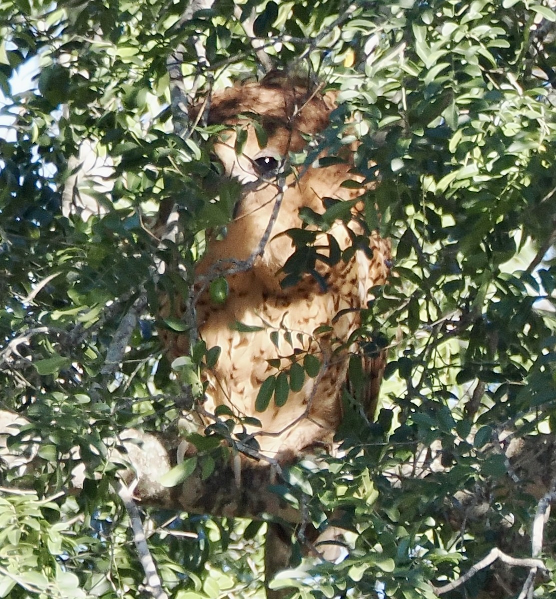 Pel's Fishing-Owl - ML637373935