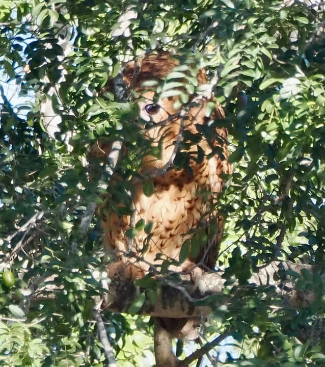 Pel's Fishing-Owl - ML637373936