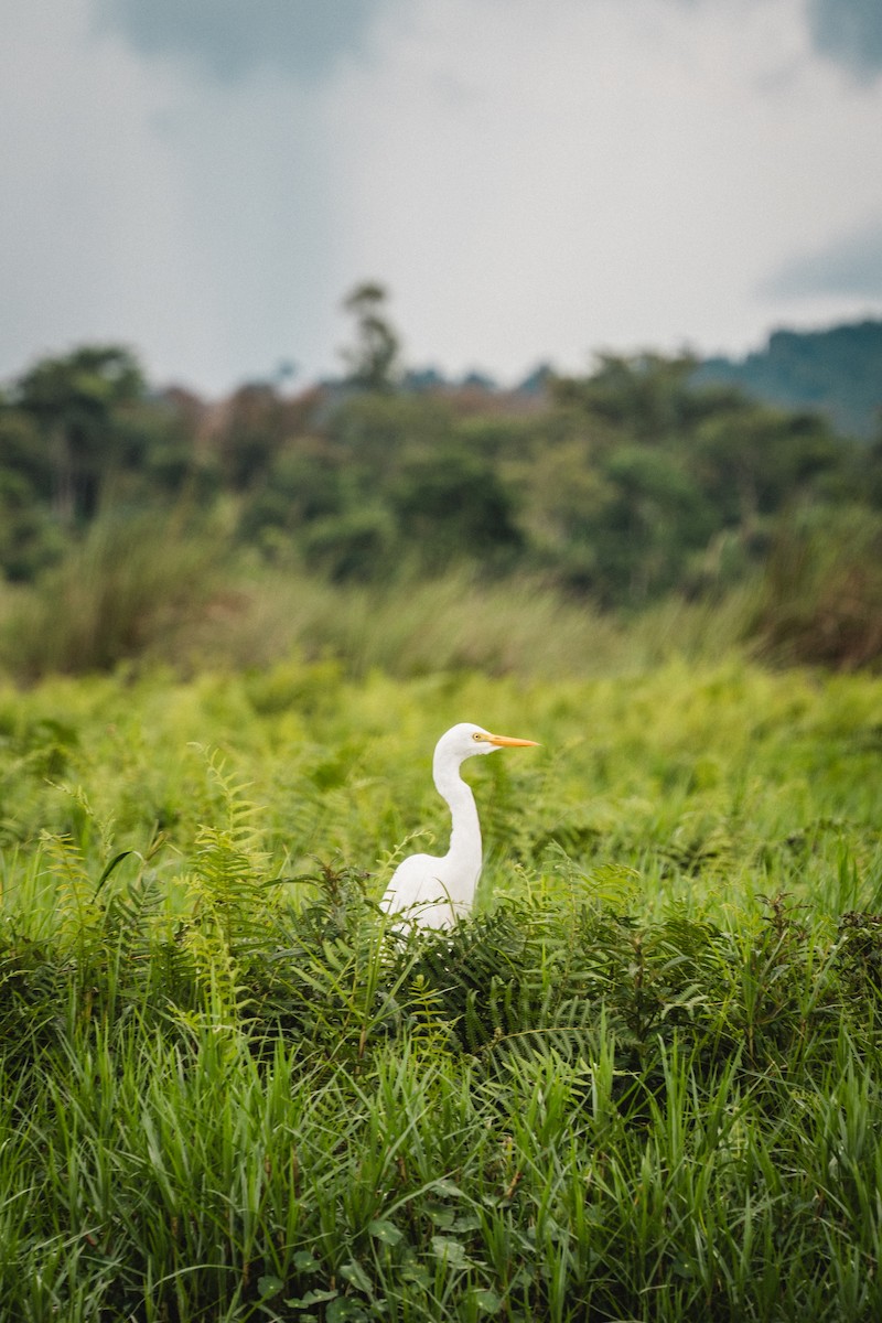 Yellow-billed Egret - ML637373954