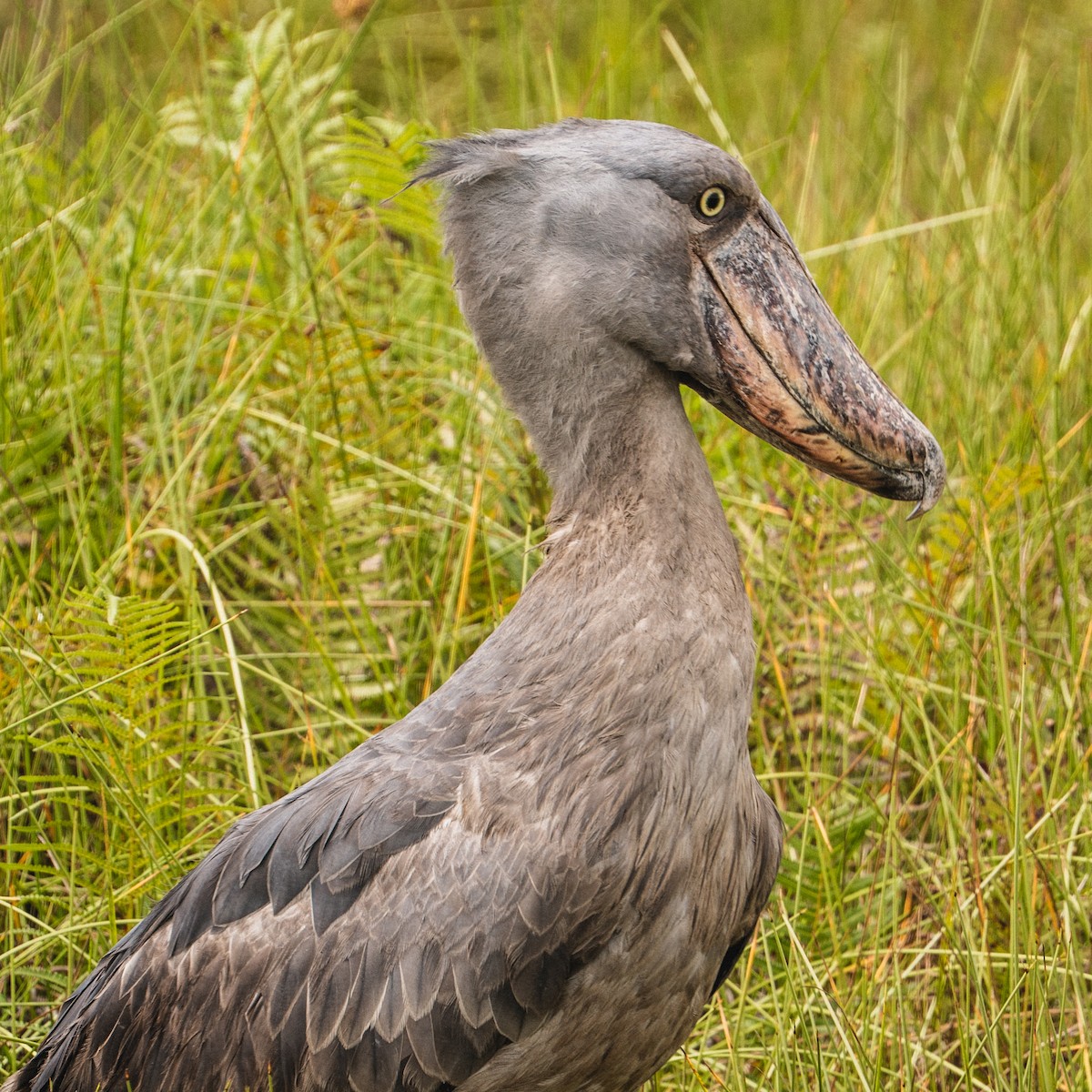 Shoebill - ML637373990
