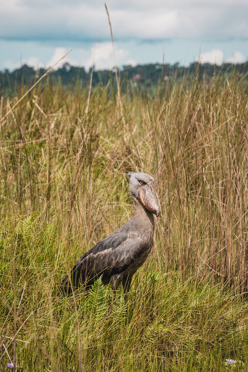 Shoebill - ML637373991