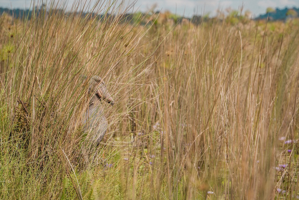 Shoebill - ML637373992