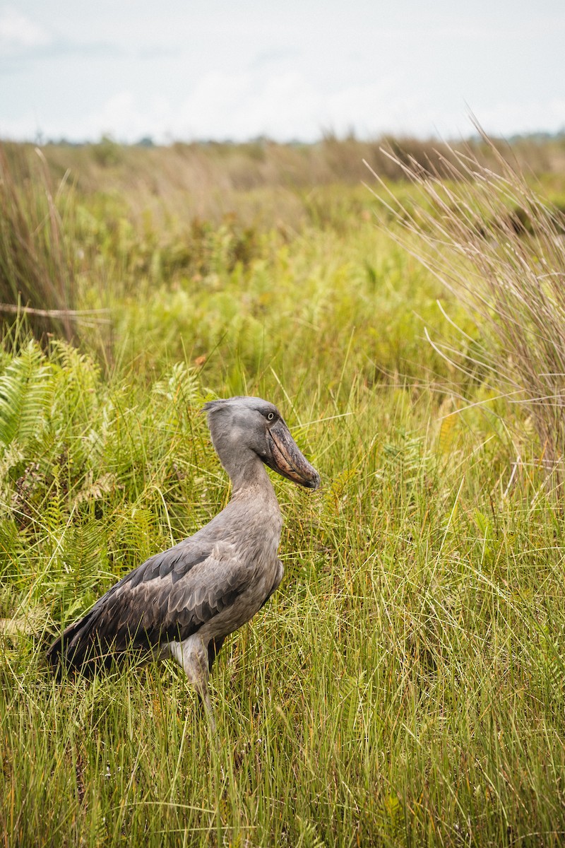 Shoebill - ML637373993