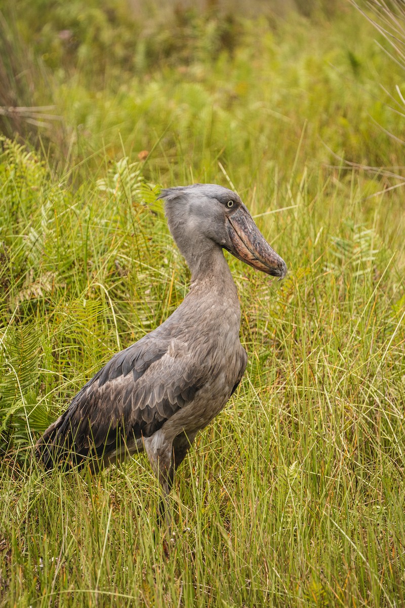 Shoebill - ML637373994