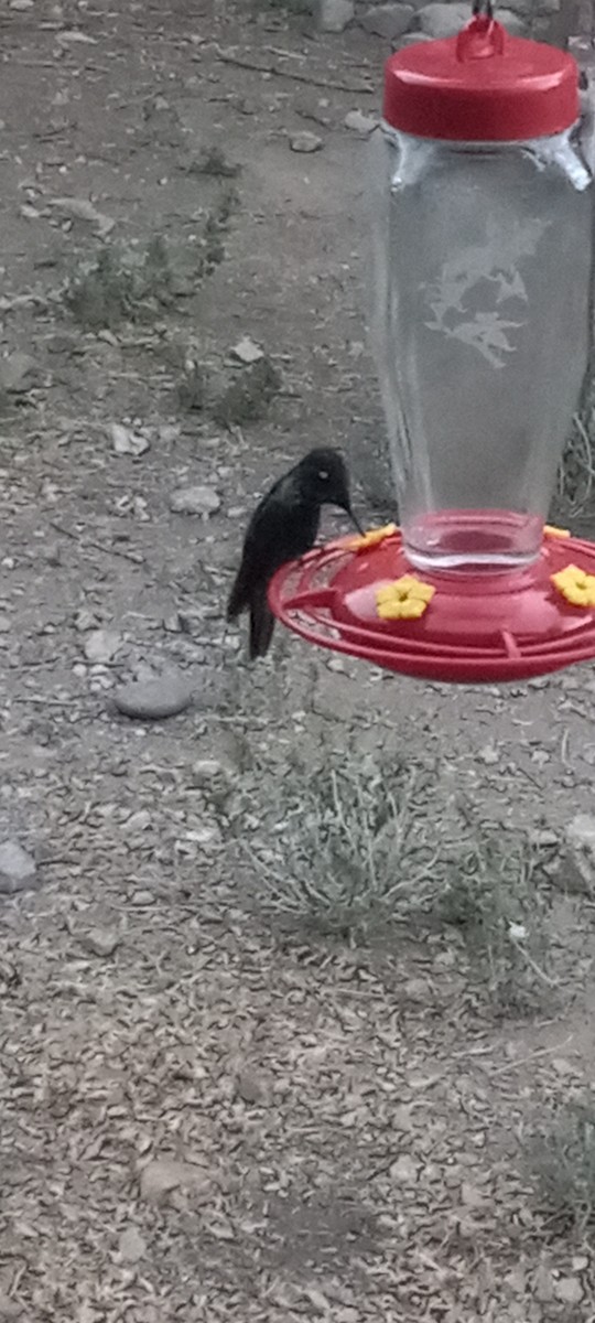 Rivoli's Hummingbird - ML637374030