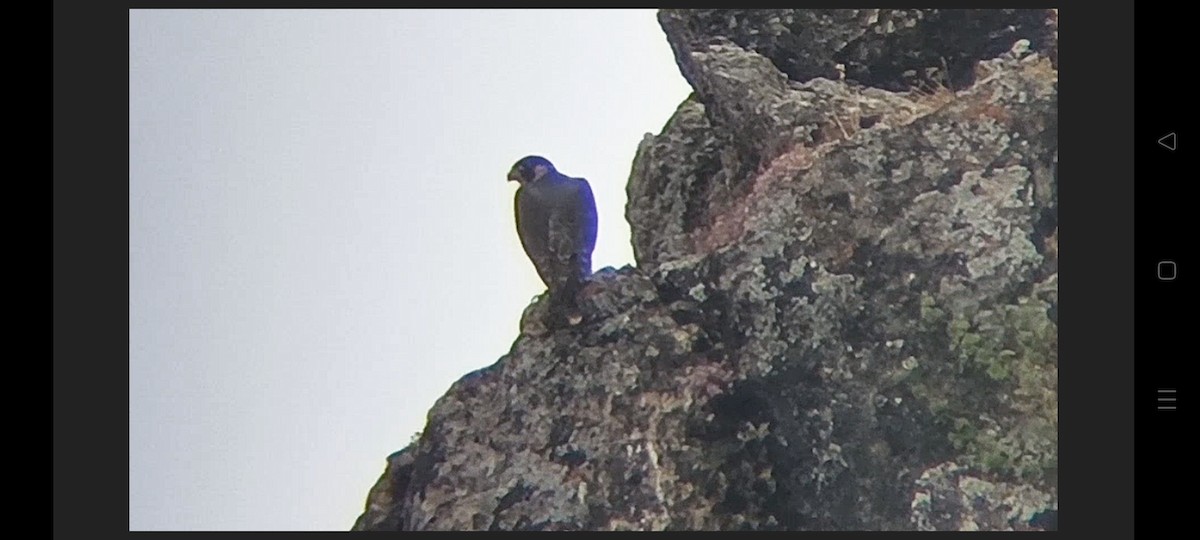 Peregrine Falcon (Mediterranean) - ML637374061