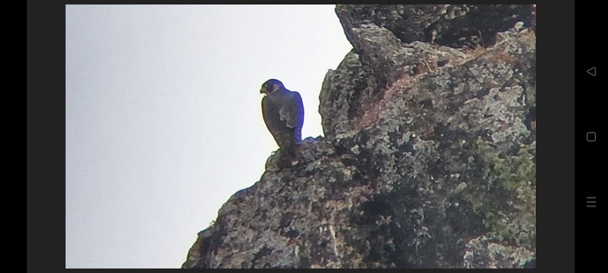 Peregrine Falcon (Mediterranean) - ML637374072