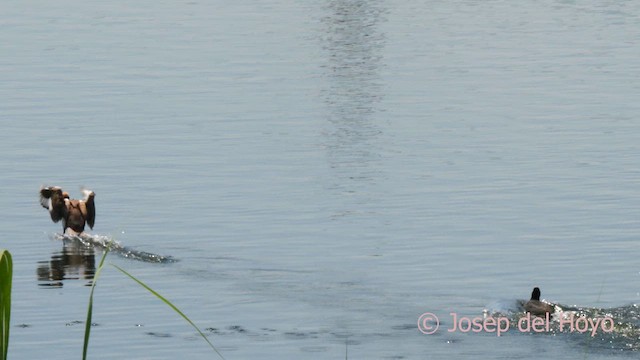 Red-crested Pochard - ML637374085