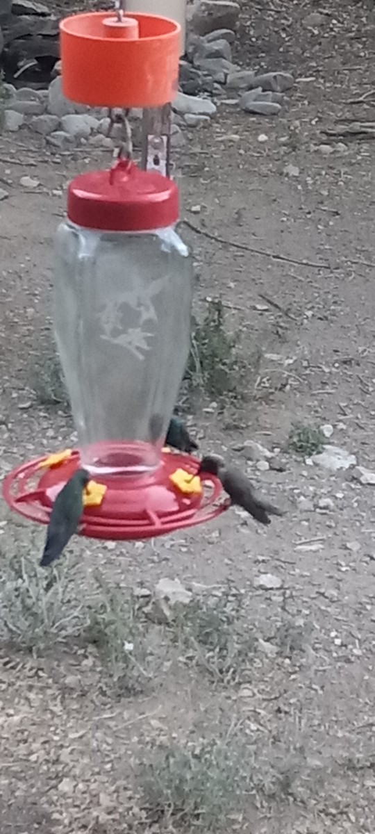 Black-chinned Hummingbird - ML637374093