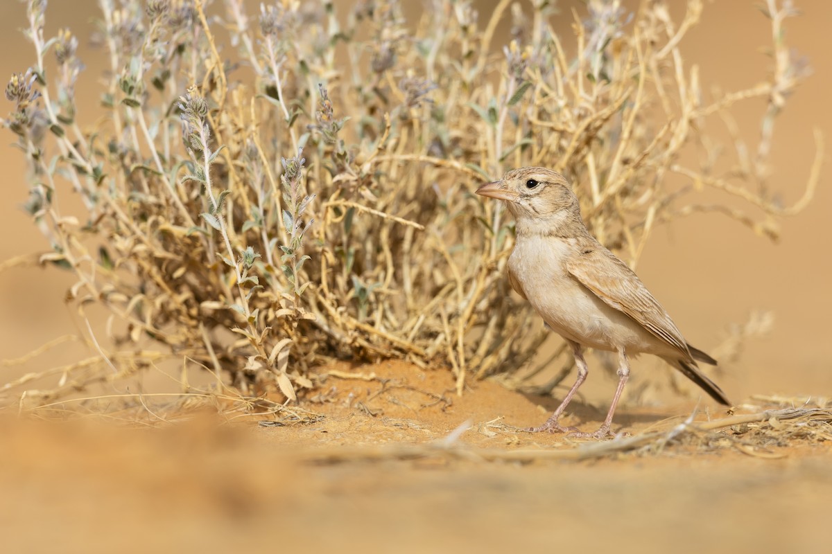 Arabian Lark - ML637374117