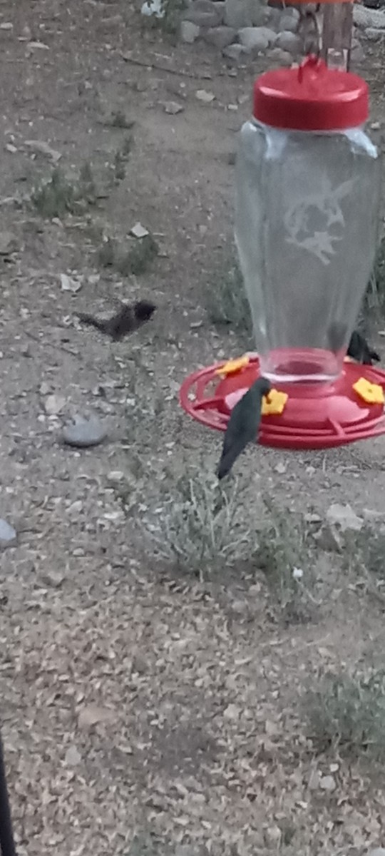 Broad-billed Hummingbird - ML637374127