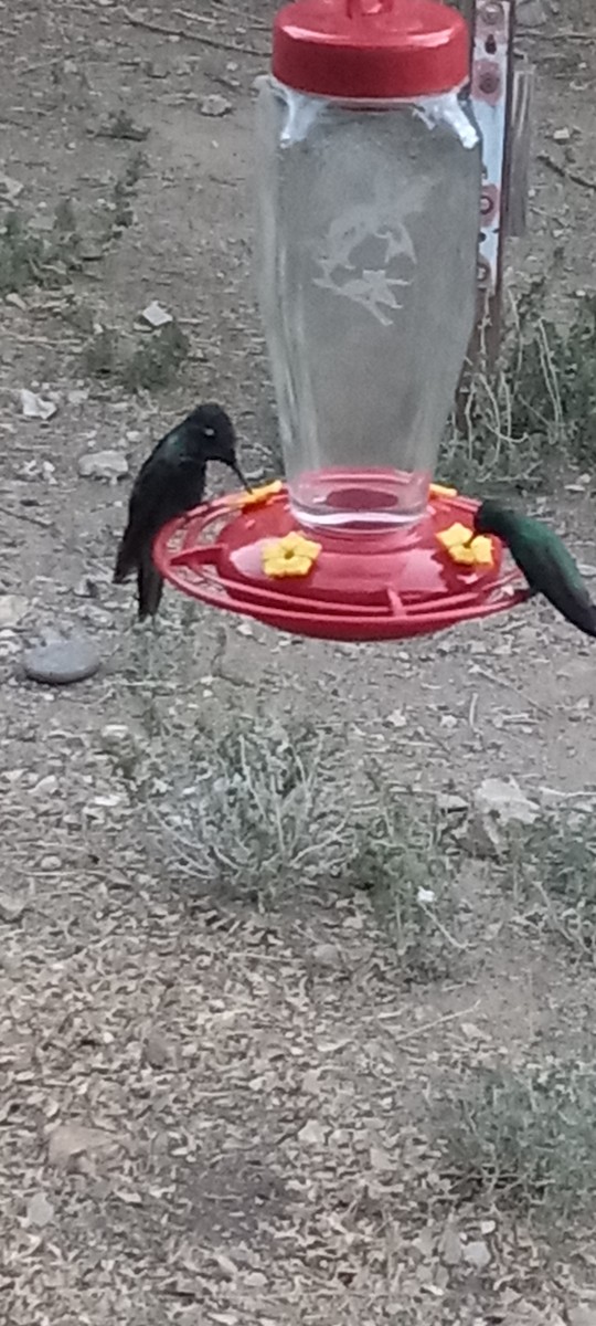 Broad-billed Hummingbird - ML637374128