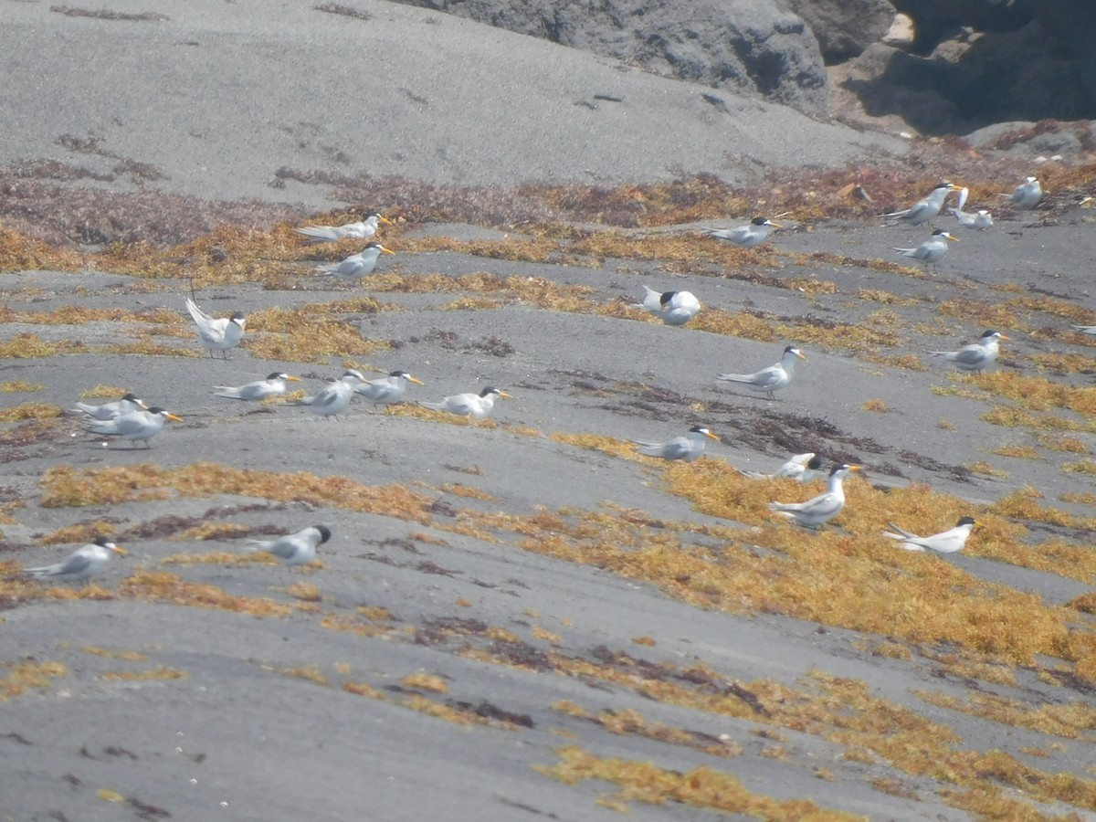Least Tern - ML637374248