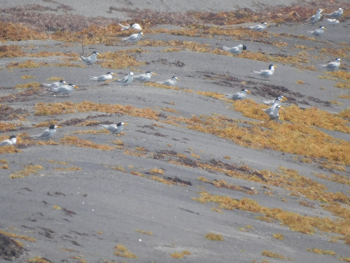 Least Tern - ML637374260