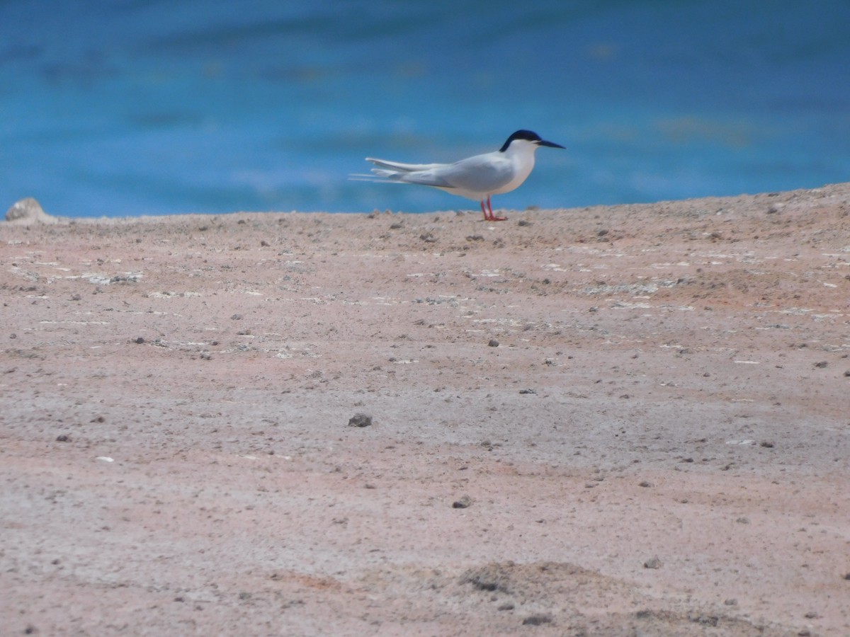 Roseate Tern - ML637374268