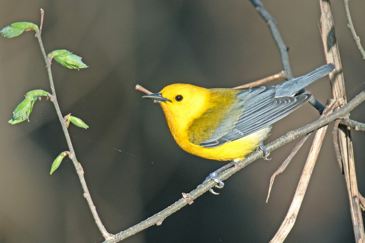 Prothonotary Warbler - ML637374305