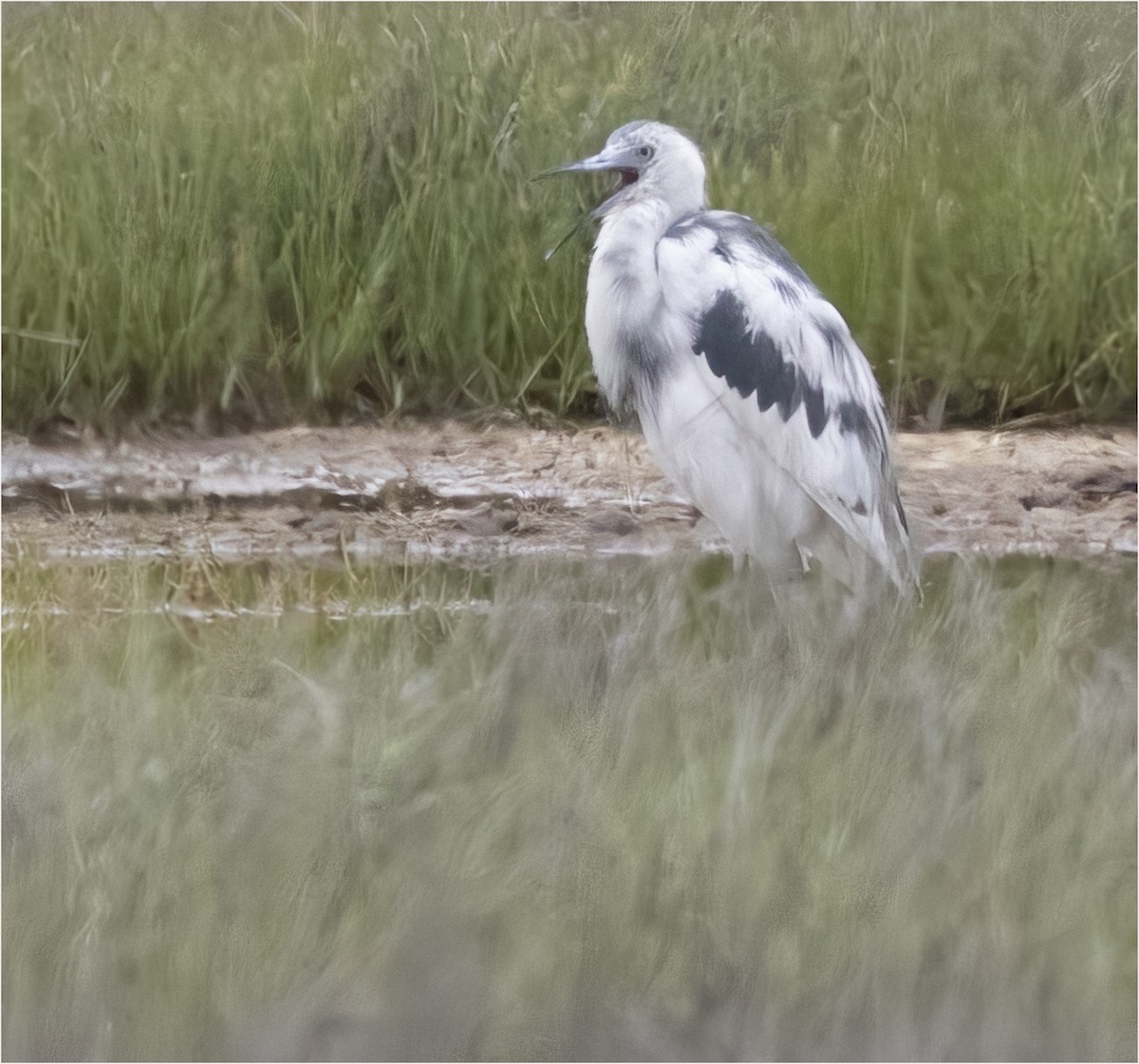 Little Blue Heron - ML637374326