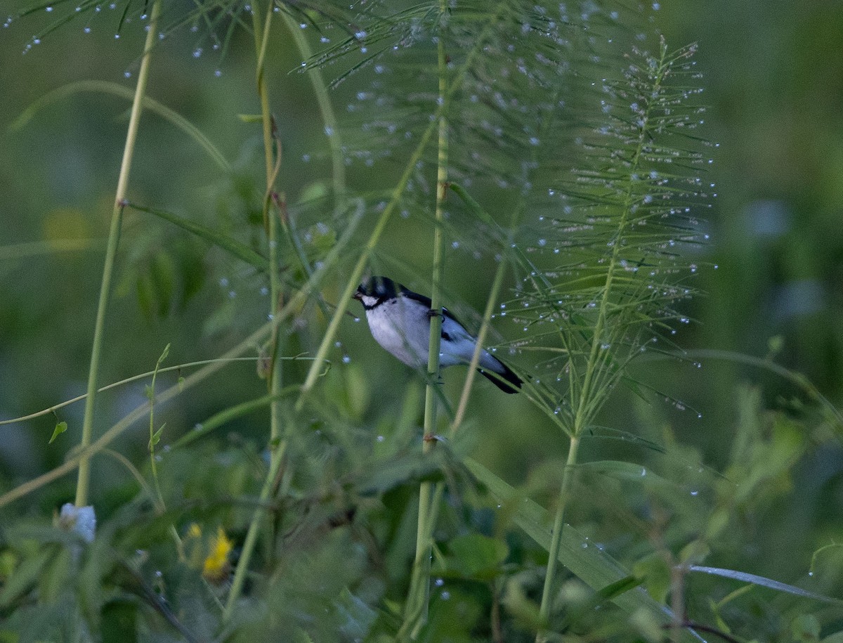 Lesson's Seedeater - ML637374336