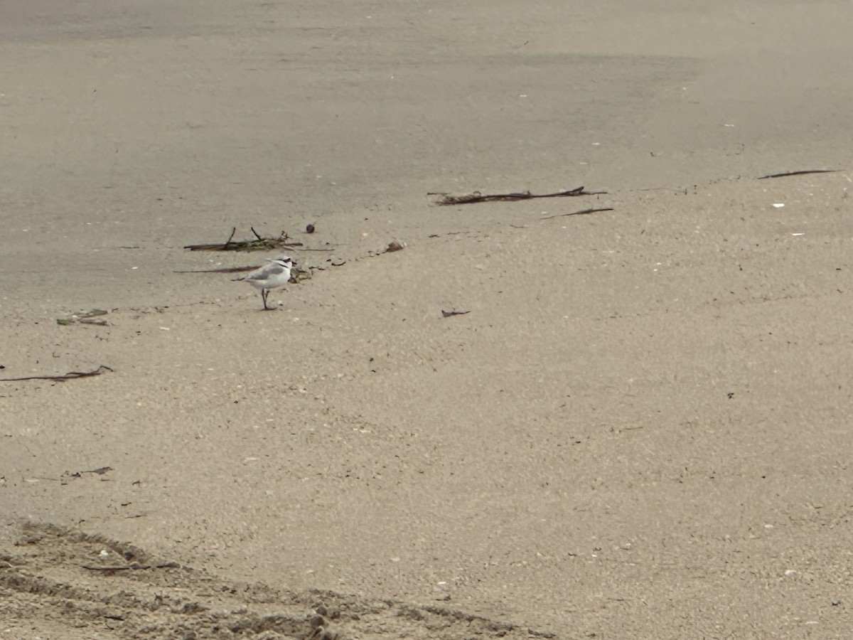 Snowy Plover - ML637374374