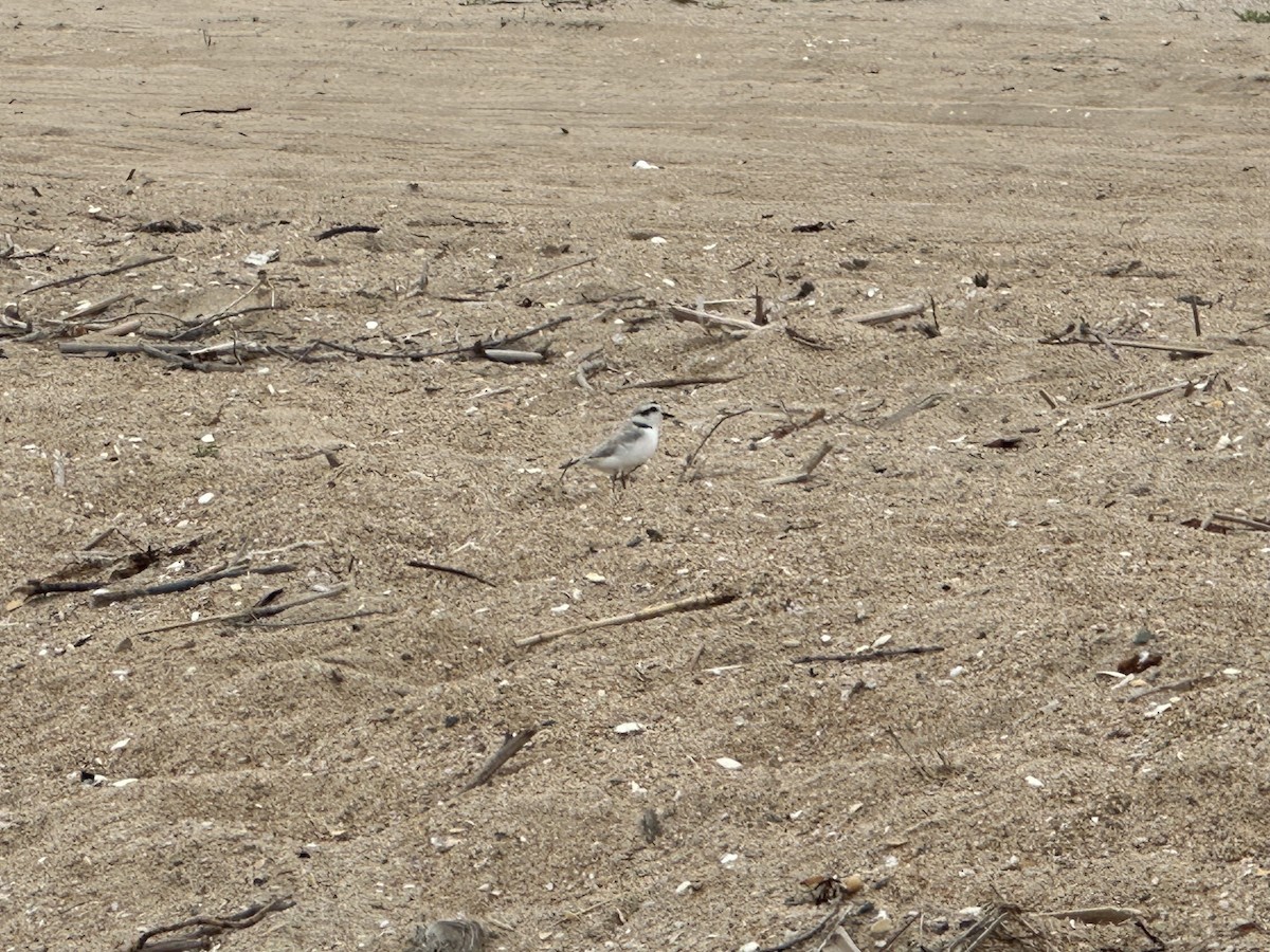 Snowy Plover - ML637374375