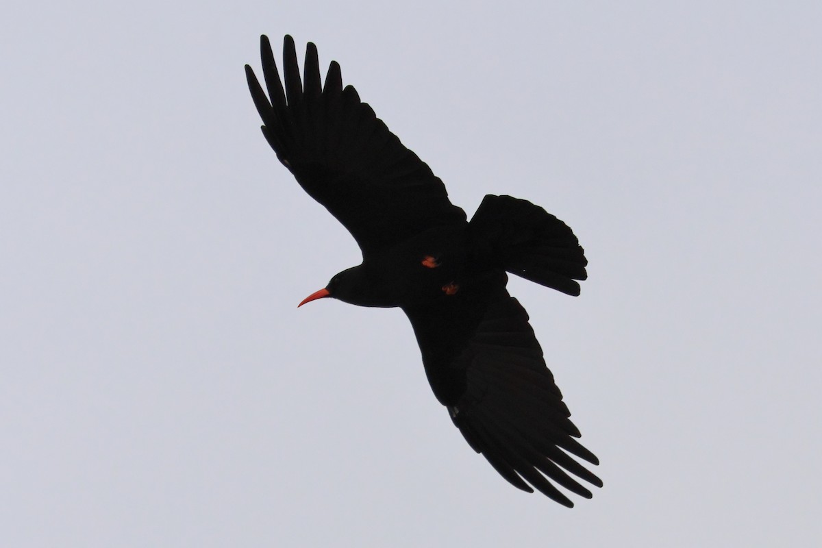 Red-billed Chough - ML637374381